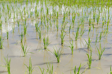 Image showing Planting paddy rice field