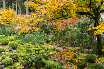 Image showing Japanese park with colourful maple tree