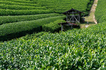 Image showing Green Tea plantation highland