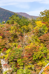 Image showing Naruko canyon with autumn foliage in Japan