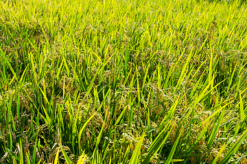 Image showing Paddy rice meadow