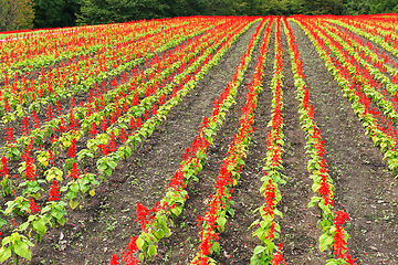 Image showing Red Salvia flower