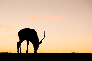 Image showing Silhouette of deer eating grass