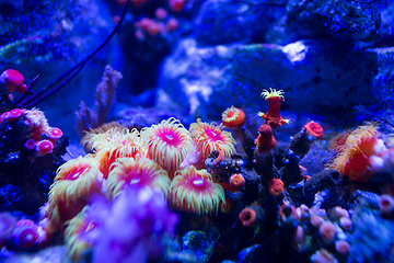 Image showing Aquarium coral