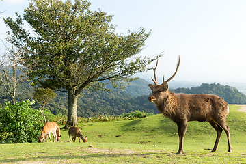 Image showing Stag Deer in Mount Wakakusa