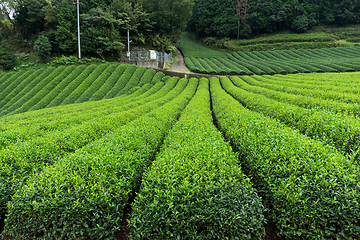 Image showing Fresh Tea field