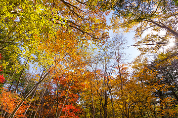 Image showing Maple tree forest