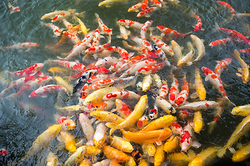 Image showing Feeding crap fish