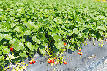 Image showing Fresh Strawberry field 