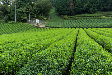 Image showing Fresh tea meadow