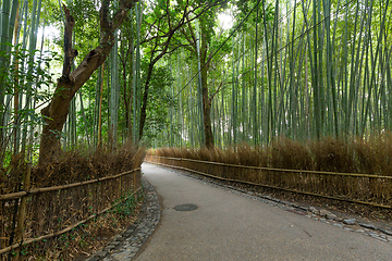 Image showing Bamboo Forest in Japan