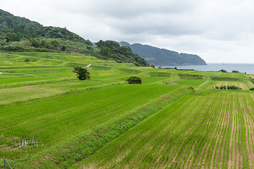 Image showing Rice farm