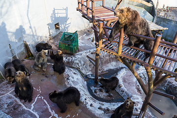 Image showing Brown Bear in zoo