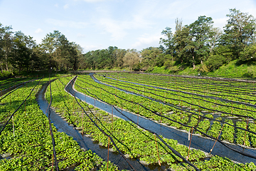 Image showing Wasabi farm