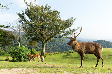 Image showing Deer herd 