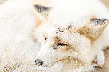 Image showing Fox sleeping at outdoor