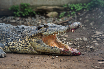 Image showing Crocodiles get hurt
