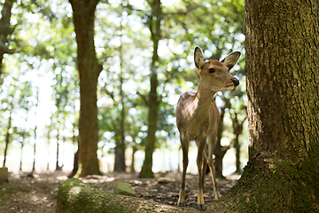 Image showing Wild deer in Nara Park