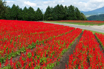 Image showing Salvia farm