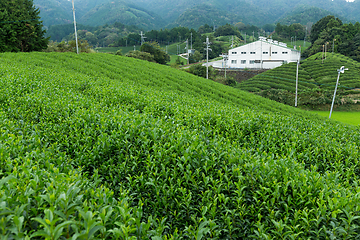 Image showing Fresh green tea plantation