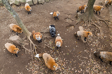 Image showing Group of fox