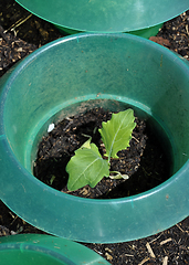 Image showing Young kohlrabi plant with slug protection in vegatable garden