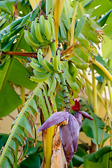 Image showing flower of the banana tree