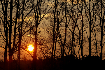 Image showing sunset over tree