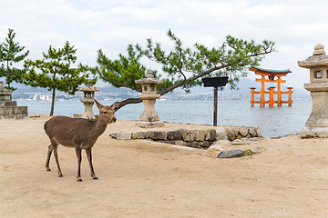 Image showing Torii of miyajima and deer