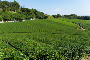 Image showing Green tea farm