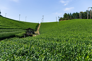 Image showing Fresh Tea field