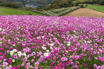 Image showing Cosmos flowers blooming