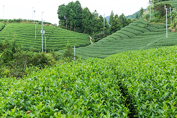 Image showing Green tea farm