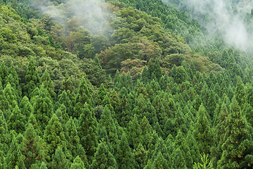 Image showing Forest with sea of cloud