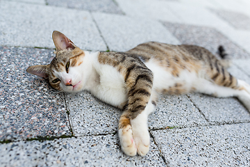 Image showing Cat lying on road