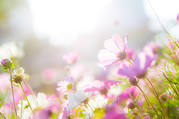 Image showing Cosmos flowers in garden