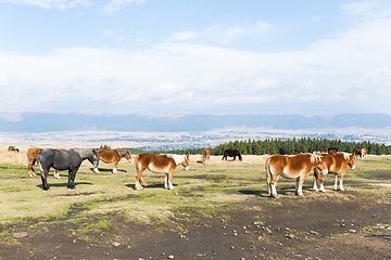 Image showing Group of horse in pasture