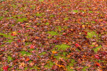 Image showing Ground with maple leaves