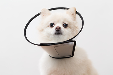 Image showing White Pomeranian wearing protective collar