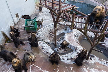 Image showing Many Bear in zoo