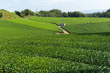 Image showing Tea farm