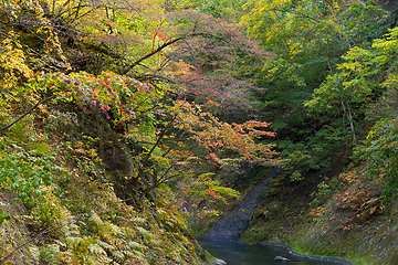 Image showing Naruko Gorge Autumn leaves