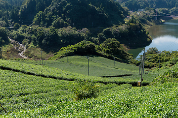 Image showing Fresh Green tea plant