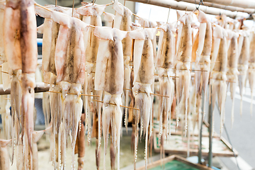 Image showing Dry squid hanging at outdoor