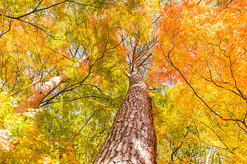 Image showing Maple Tree in Autumn