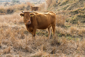 Image showing Cow farm