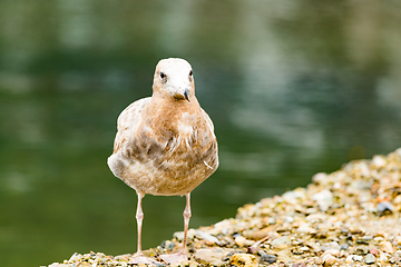 Image showing Seagull