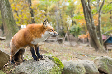 Image showing Red fox standing on rock