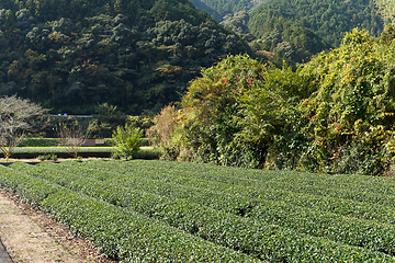 Image showing Green tea farm