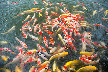 Image showing Koi fish in pond